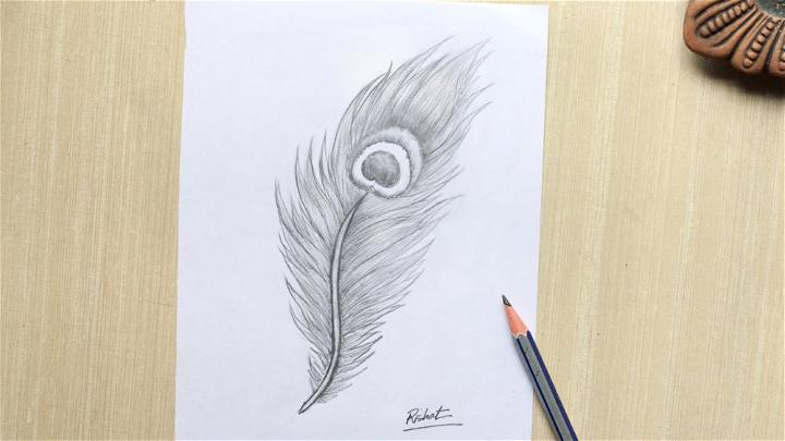 Outline Peacock Feather Drawing