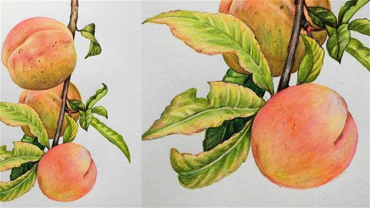 Peaches Drawing in Color Pencils