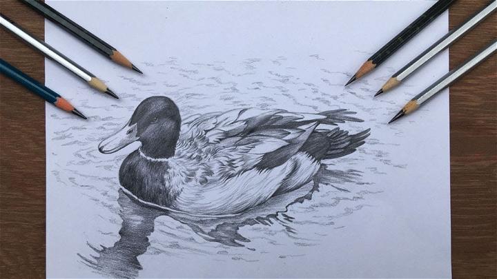 Pencil Duck Drawing