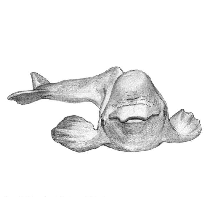 Pencil Sketch of Beluga Whale Drawing