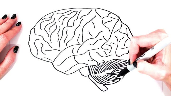 Realistic Brain Drawing
