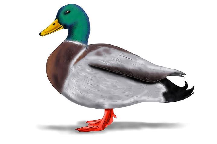 Realistic Drawing Of A Duck