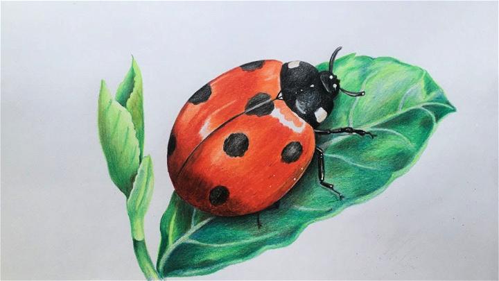 Realistic Ladybug Drawing