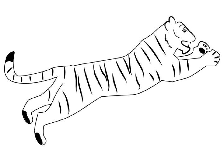 Realistic Tiger Drawing