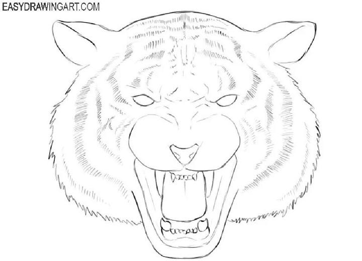 Realistic Tiger Head Drawing