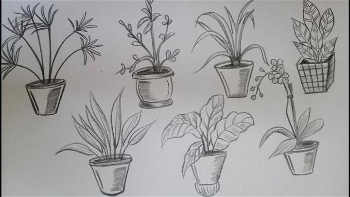 Simple House Plants Drawing