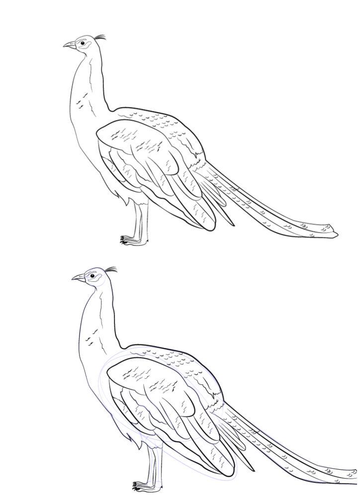 simple peacock drawings