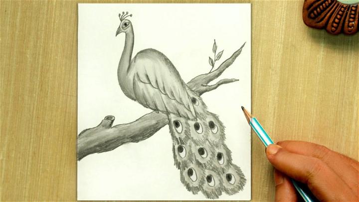 Simple Peacock Pencil Sketch Drawing