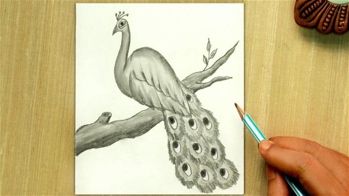 Pencil Sketches Of Peacock Pencil Sketches Of Peacock Beautiful - Peacock  Drawing Sketch | Motif vector, Paon dessin, Art paon