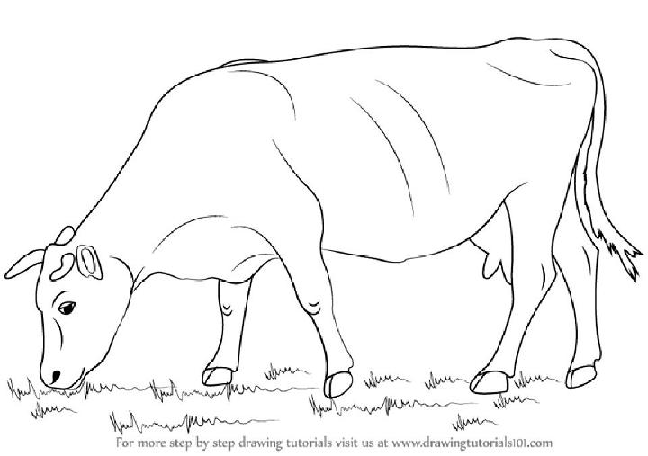 Simple Way to Draw a Cow