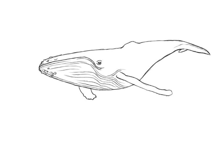 Simple Whale Drawing