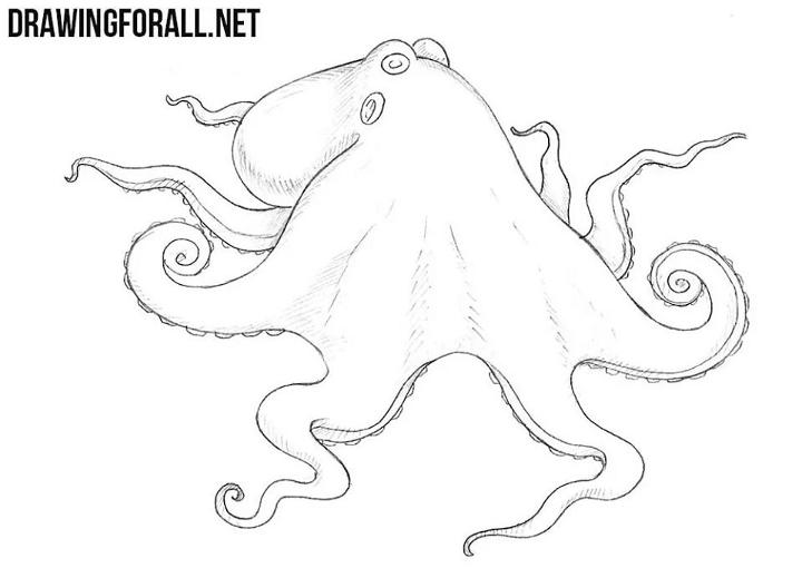 Sketch Octopus Drawing