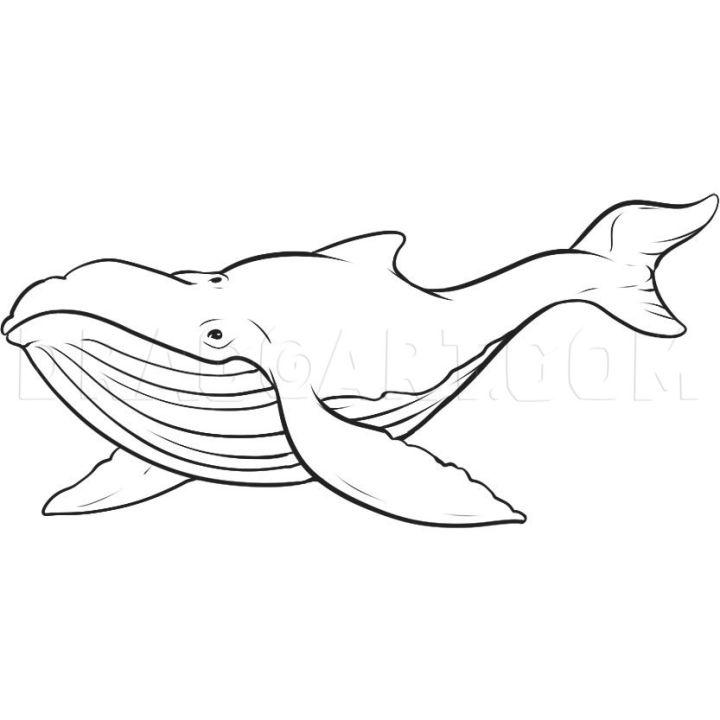 Sketch Whale Drawing