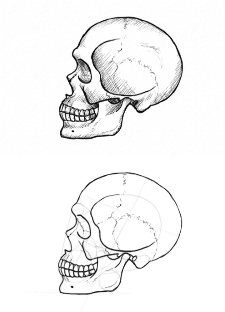 Skull Side Profile Drawing