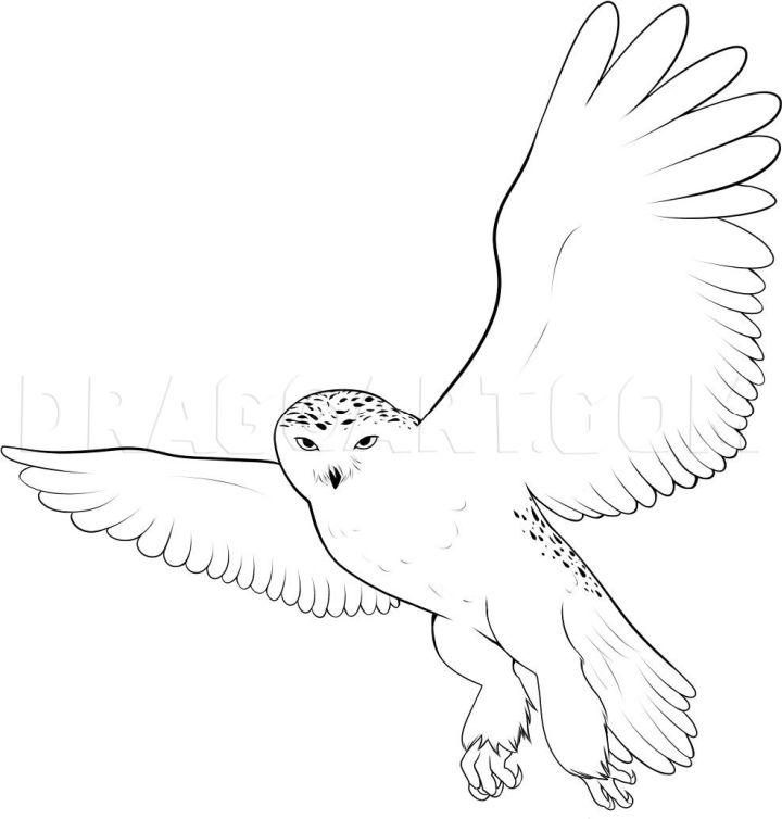 Snowy Owl Flying Drawing