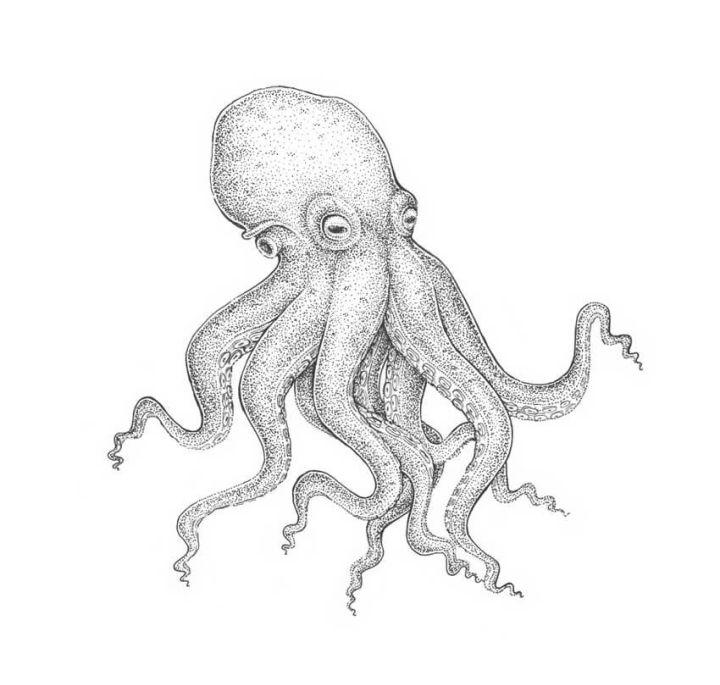 Step by Step Realistic Octopus Drawing