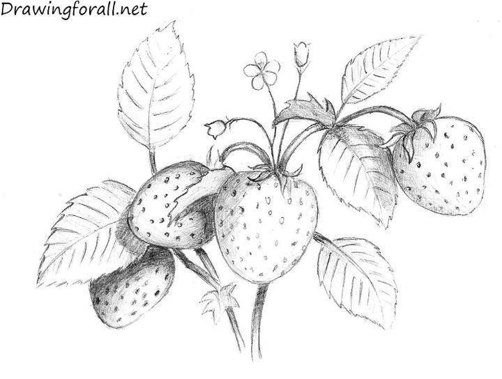 Strawberry Plant Drawing