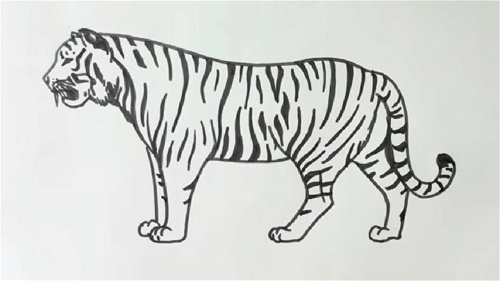 Tiger Standing Drawing