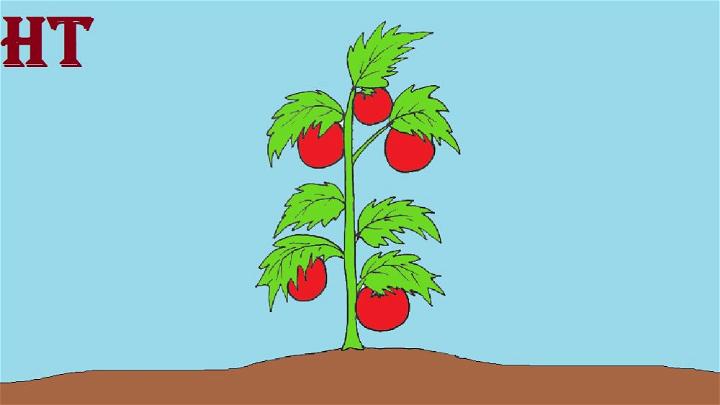 Tomato Plant Sketch for Beginners