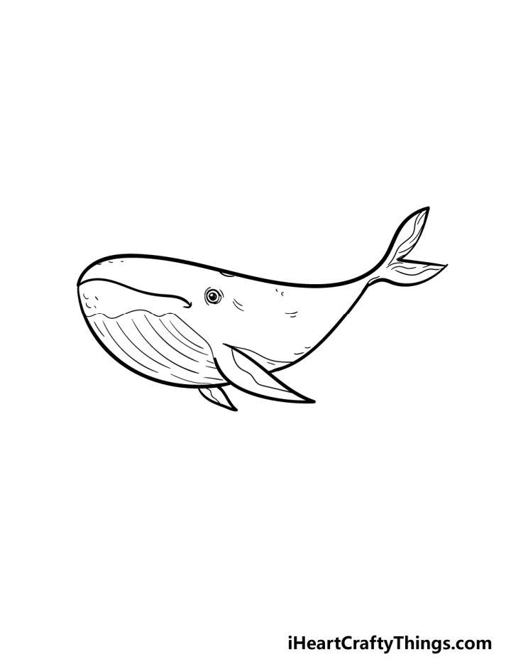 Whale Drawing in Just 7 Easy Steps