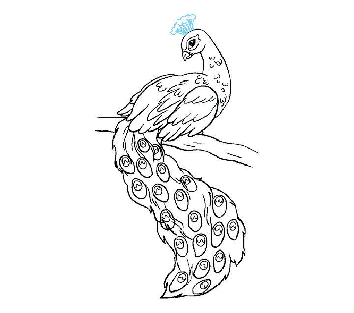 Wonderful Peacock Drawing for Beginner