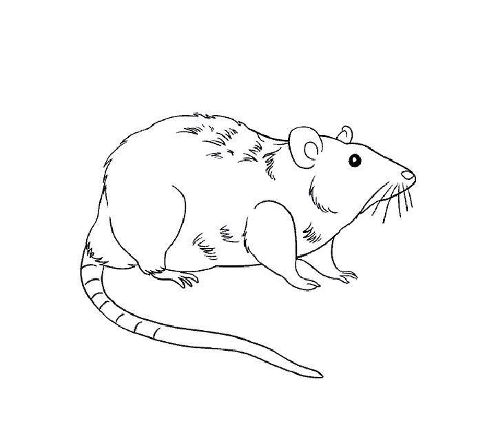 Walking rat line drawing Royalty Free Vector Image