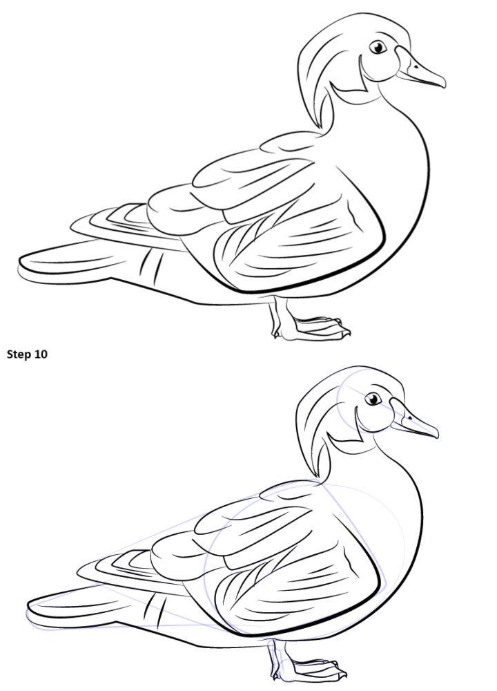 Wood Duck Drawing