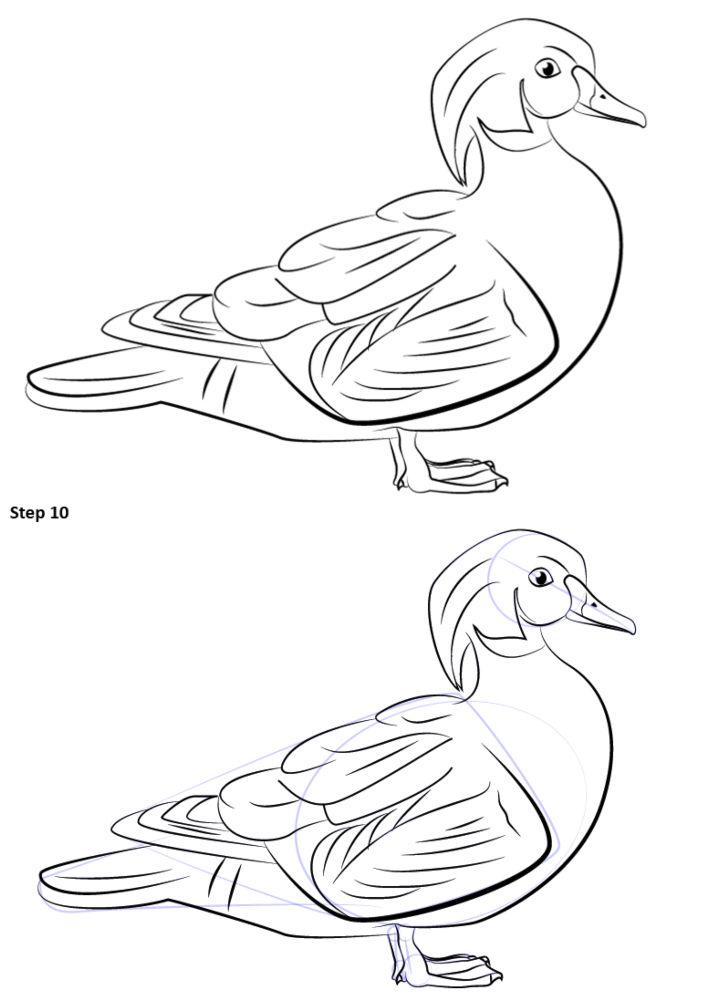 wood duck drawing outline