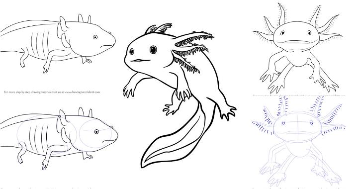 easy axolotl drawing ideas and tutorials