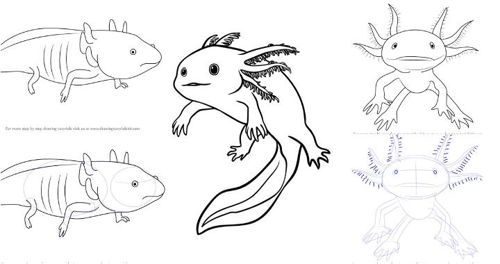 15 Cute Axolotl Drawing Ideas - How to Draw an Axolotl - Blitsy