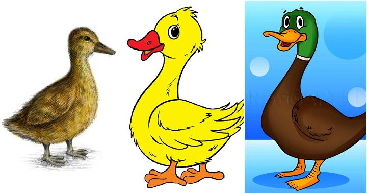 duck drawings for kids