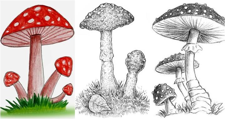 20 Easy Mushroom Drawing Ideas - How To Draw A Mushroom