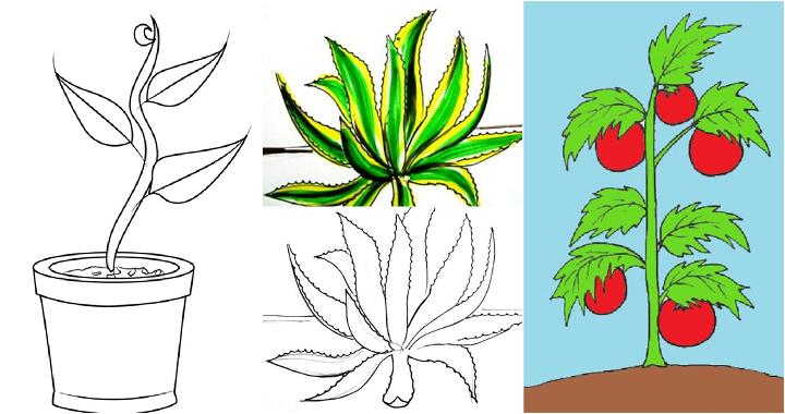 30 Easy Plant Drawing Ideas - How to Draw a Plant