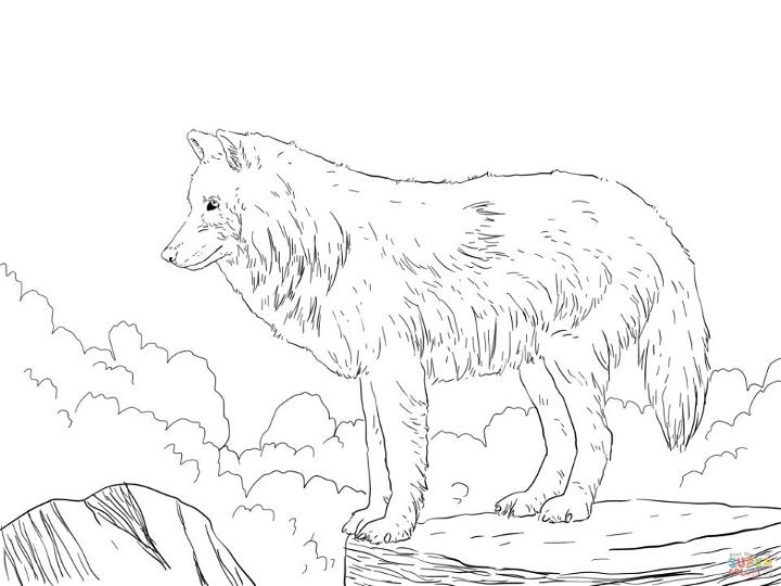 Arctic Snow Wolf Coloring Page