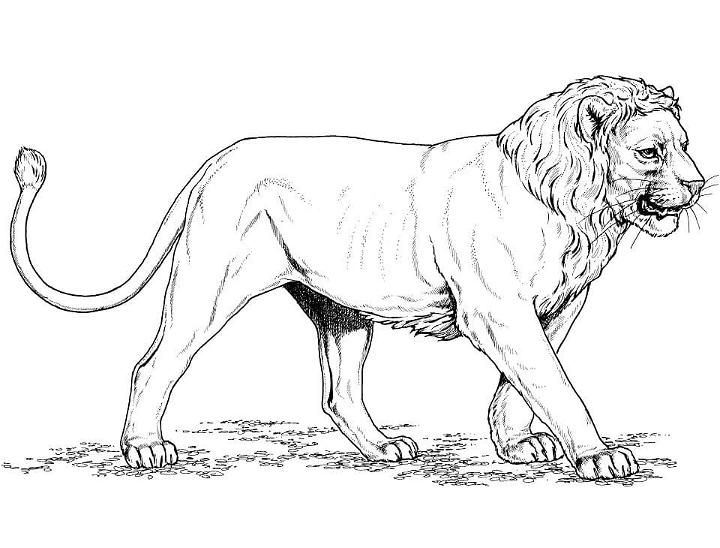 Asian Lion Coloring Page for Little Ones