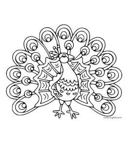 25 Free Peacock Coloring Pages for Kids and Adults