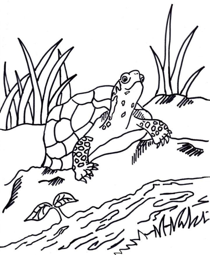 Box Turtle Coloring Page and Activities