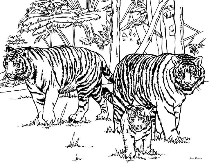 Coloring Pages of Baby Tiger for Adults