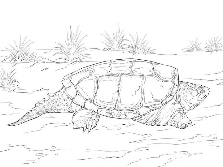 Common Snapping Turtle Coloring Page