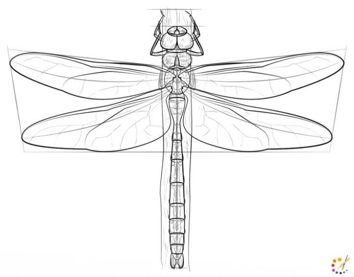 Draw Your Own Dragonfly