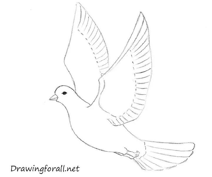 Draw a Dove for Beginners