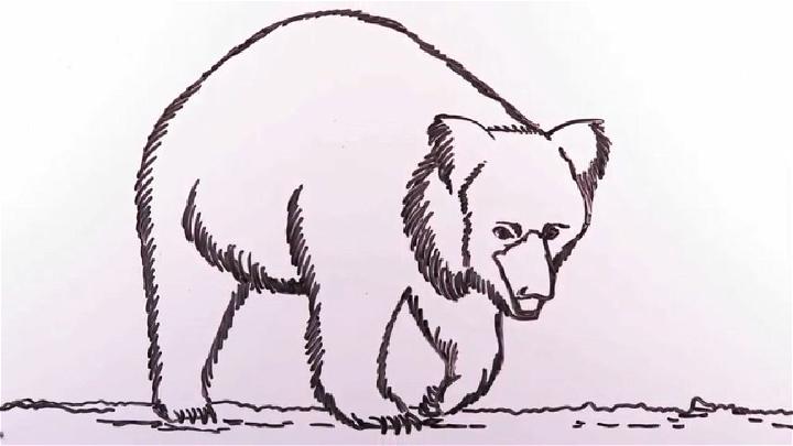 Draw a Sloth Bear