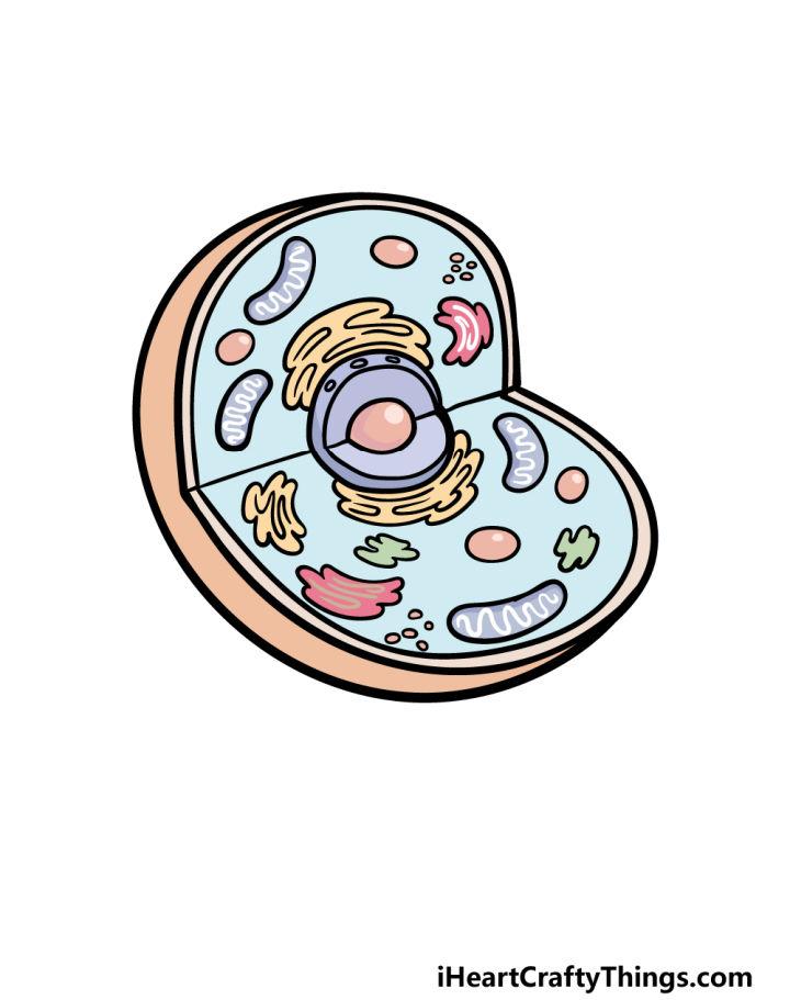 Draw an Animal Cell