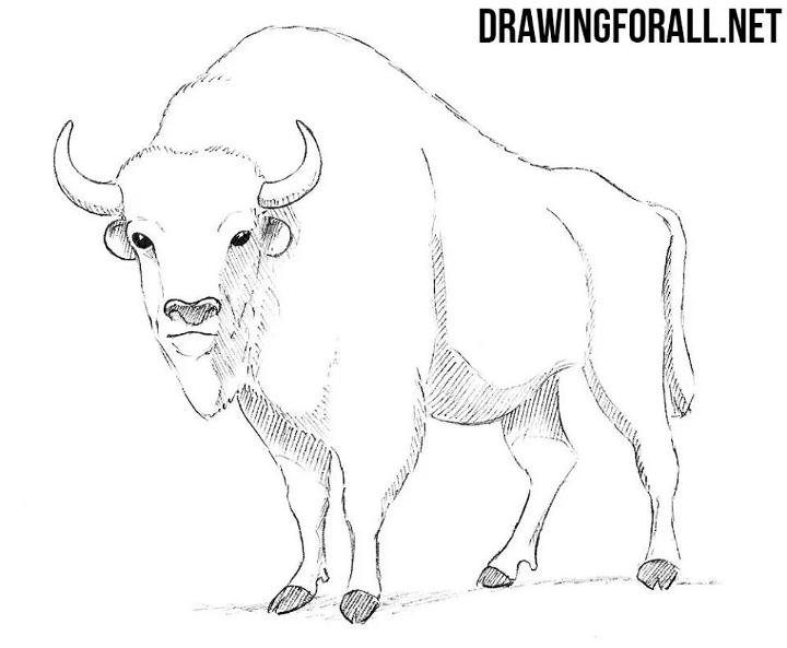 Drawing of a Bison