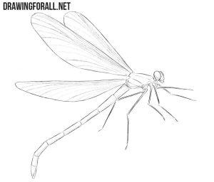 25 Easy Dragonfly Drawing Ideas - How to Draw