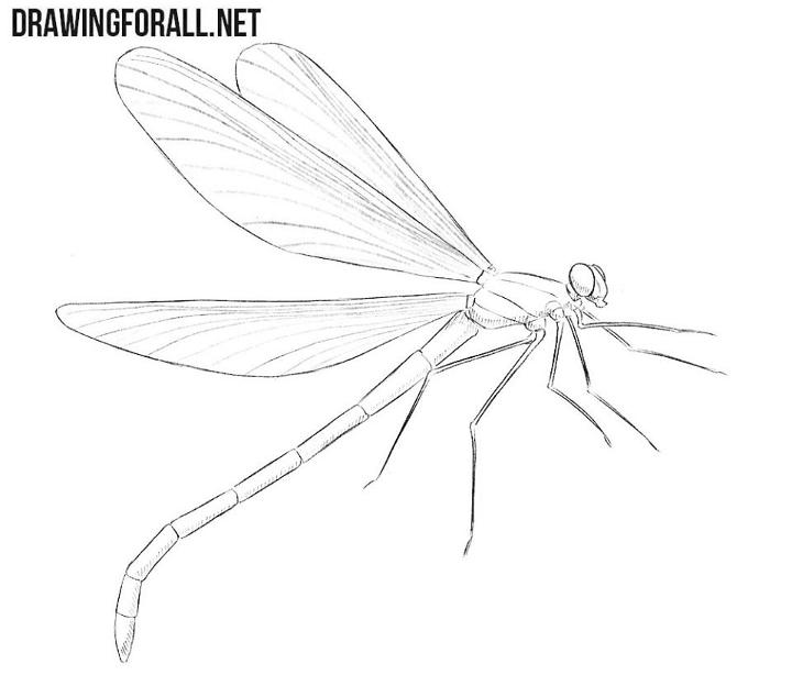 Drawing of a Dragonfly