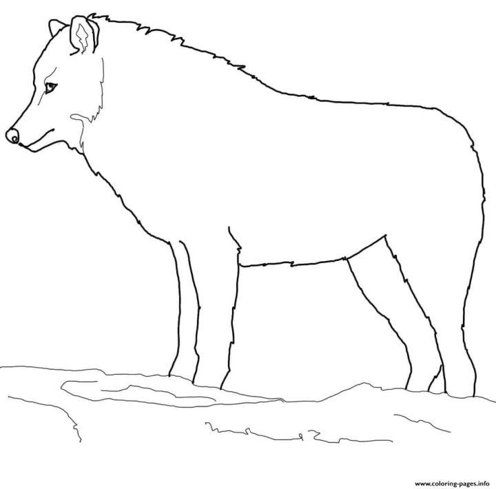 Easy Arctic Wolf Coloring Page