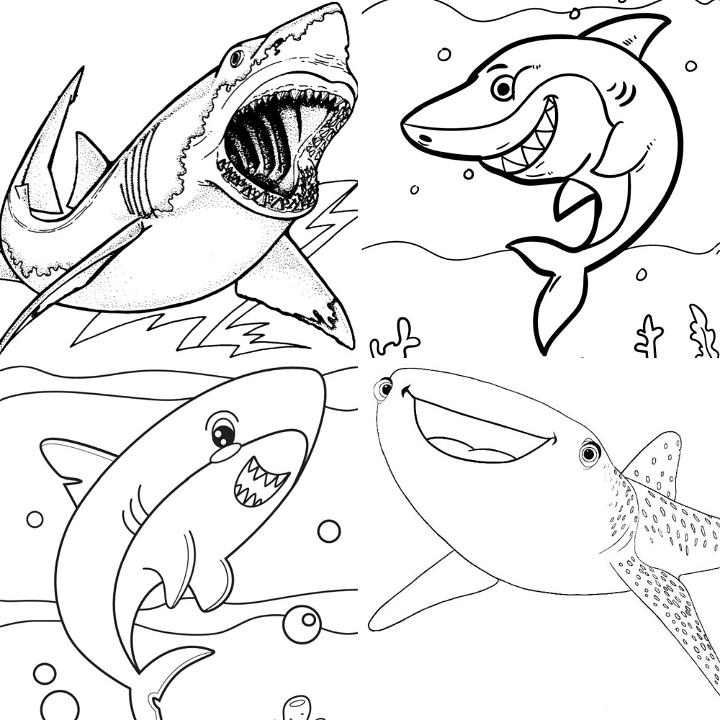 Shark Coloring Book For Kids Ages 8-12: Awesome Beautiful Funny Sharks  Coloring Pages For Kids, A unique Collections Of Sharks by Bluesky Kids  Press