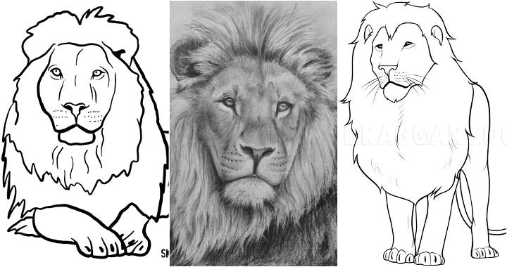 25 Easy Lion Drawing Ideas - How to Draw a Lion