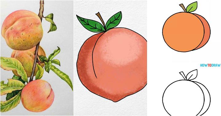 15 Simple Peach Drawing Ideas - How to Draw a Peach